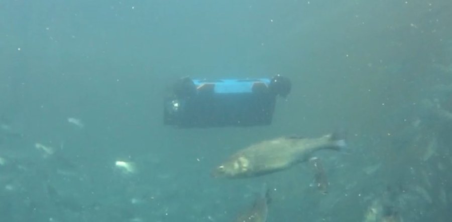 Το Kalypso AUV σε υποβρύχια λειτουργία, ανάμεσα σε ψάρια
